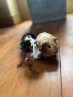 Cavia jongen, Dieren en Toebehoren, Knaagdieren, Cavia, Meerdere dieren, Tam, September
