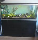 Aquarium 600 liter, Ophalen, Zo goed als nieuw, Verlichting of Verwarming