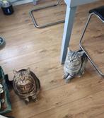 2 Britse korthaar broertjes, 4 jaar, Dieren en Toebehoren, Katten en Kittens | Raskatten | Korthaar, Kater, Gechipt, 3 tot 5 jaar