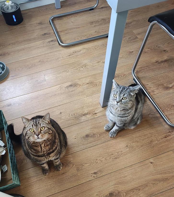 2 Britse korthaar broertjes, 4 jaar, Dieren en Toebehoren, Katten en Kittens | Raskatten | Korthaar, Kater, 3 tot 5 jaar, Gechipt