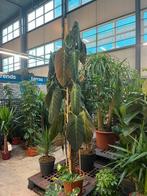 Philodendron Melanochrysum – 250cm grote klimmer, Huis en Inrichting, Kamerplanten, Ophalen, Halfschaduw, 200 cm of meer