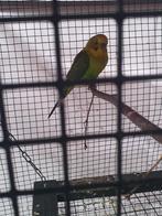 Te Koop 1 grasparkiet + groot hok incl broedblok, Vrouwelijk, Parkiet