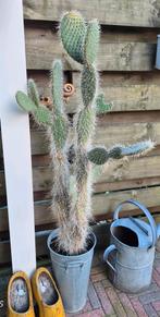 Opuntia Leucotricha harige schijf cactus, Ophalen, Cactus, Volle zon, 100 tot 150 cm