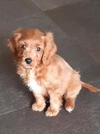 Mooie Cockapoo pups, mini doodle pups, 8 tot 15 weken, Meerdere, Meerdere dieren, Nederland