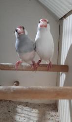 Koppel rijstvogels, Dieren en Toebehoren, Vogels | Overige Vogels, Meerdere dieren, Tropenvogel, Geringd