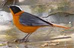 1-0 Sneeuwkruintapuit, Dieren en Toebehoren, Vogels | Overige Vogels, Mannelijk