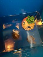 2 mini schildpadden met 2 warmte lampen en 1 warmte pomp, Oktober, Mannelijk