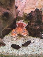 Cherax Destructor Volcano kreeften (zoetwater), Dieren en Toebehoren, Ophalen, Nieuw, Overige typen