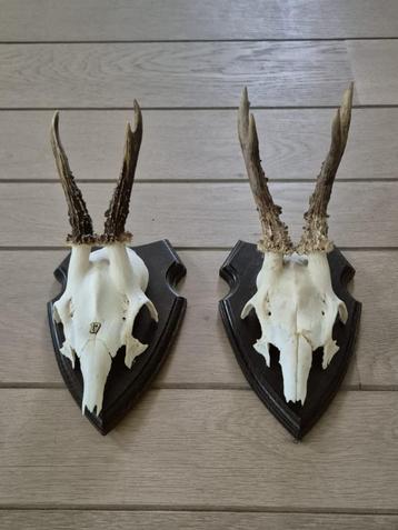 2 mooie ree geweien samen € 18 jacht hut mancave kerst d87 beschikbaar voor biedingen