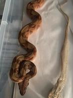 Hypo stripe dh 66% blood/albino, Slang