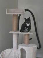 Kitten Luna, Ophalen of Verzenden, Katten