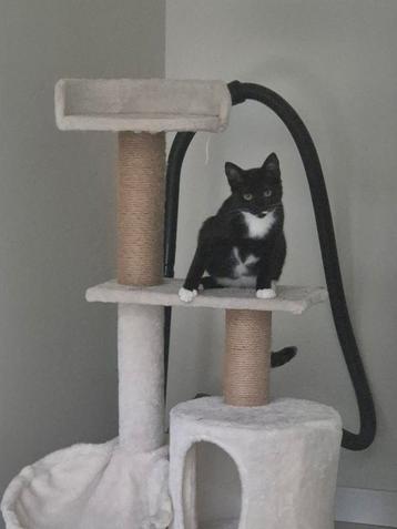 Kitten Luna beschikbaar voor biedingen