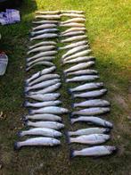 Verse Forel, Diversen, Ophalen of Verzenden