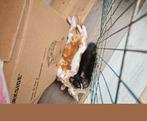 3 lieve kittens, Dieren en Toebehoren, Katten en Kittens | Overige Katten, Kater