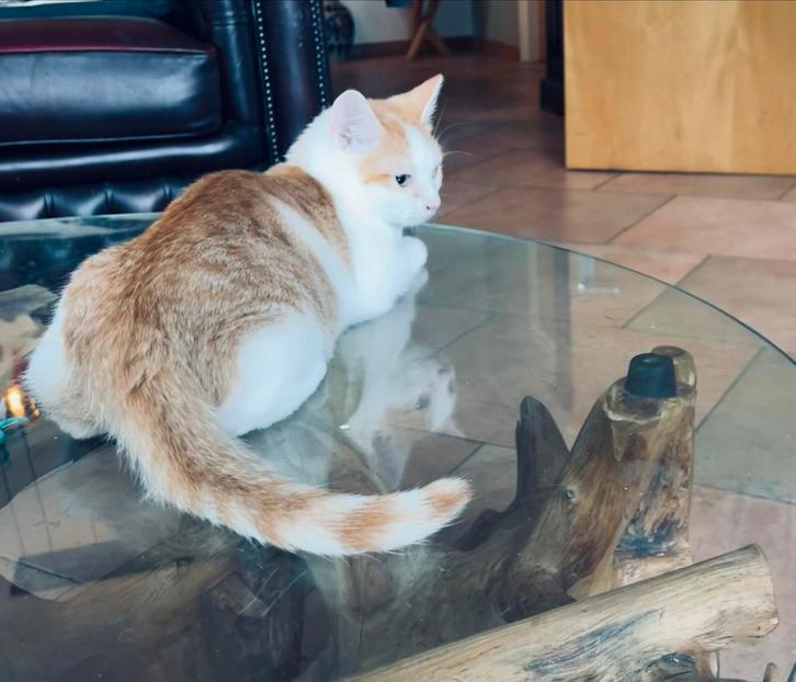 Laatste 2 kittens beschikbaar!, Dieren en Toebehoren, Katten en Kittens | Overige Katten, Poes