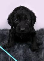 Huiskamer nest labradoodle pups nog 3 reutjes beschikbaar, Dieren en Toebehoren, Honden | Retrievers, Spaniëls en Waterhonden