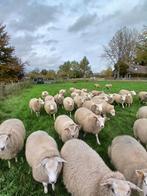 40 mooie boeren texelaars - ooien, Dieren en Toebehoren, Schapen, Geiten en Varkens, Vrouwelijk, Schaap