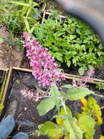 roze vlinderstruik, Tuin en Terras, Planten | Tuinplanten, Volle zon, Vaste plant, Zomer, Ophalen