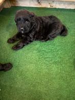 Bouvier pups, Dieren en Toebehoren, Bouvier, CDV (hondenziekte), 8 tot 15 weken, Meerdere