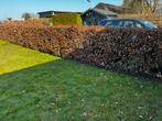 Groene beukenhaag (Fagus sylvatica) 15m /120cm, Tuin en Terras, Planten | Struiken en Hagen, Ophalen, Beukenhaag, 100 tot 250 cm