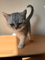 Britse Korthaar kittens, Dieren en Toebehoren, Katten en Kittens | Raskatten | Korthaar, Meerdere dieren, Ontwormd, 0 tot 2 jaar