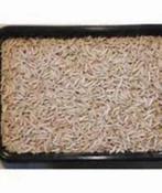 diepvries voedseldieren te koop bij csreptiles venlo