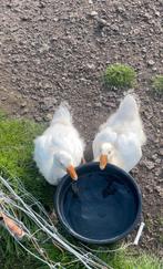 Jonge gansen denk een koppel, Dieren en Toebehoren, Pluimvee, Meerdere dieren, Overige soorten