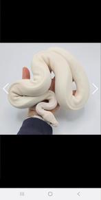 Gezocht koningspython/ ball-python, Dieren en Toebehoren, Reptielen en Amfibieën, Slang