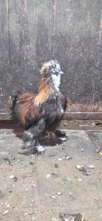 Gratis prachtig Zijdehoen kriel haantje, Dieren en Toebehoren, Pluimvee, Mannelijk, Kip