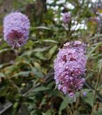 Te ruil paarse vlinderstruiken in diverse maten (p9 tot ~3m), Ophalen, Vlinderstruik, Struik, 250 cm of meer