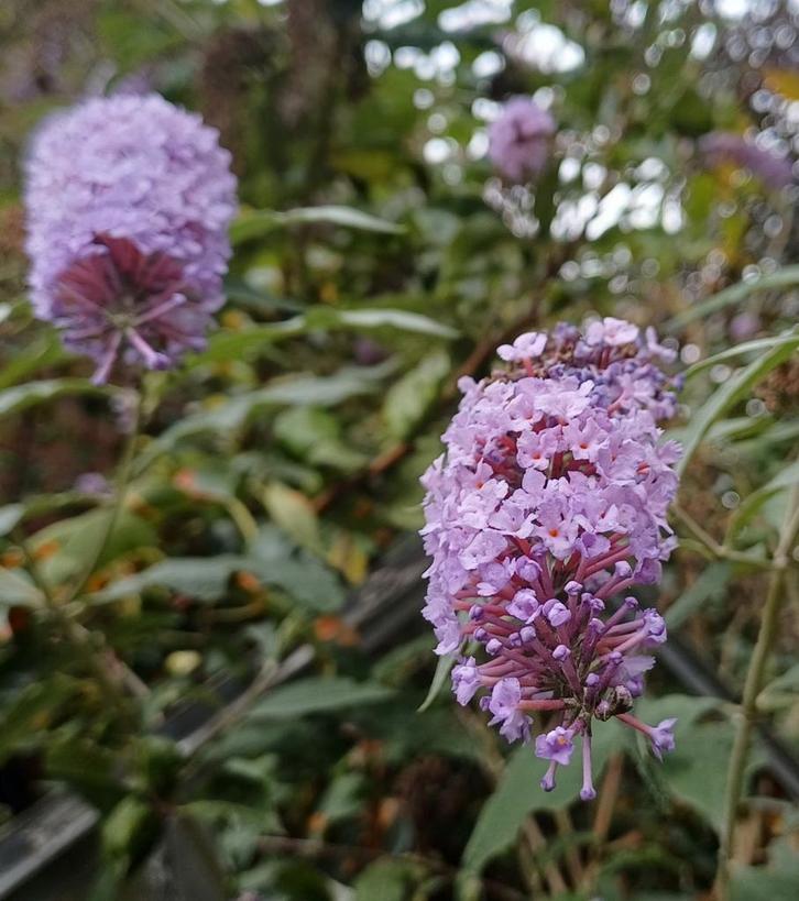 Te ruil paarse vlinderstruiken in diverse maten (p9 tot ~3m), Tuin en Terras, Planten | Struiken en Hagen, Struik, Vlinderstruik