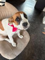 Hond 6 maande, Dieren en Toebehoren, 15 weken tot 1 jaar, Teef, Eén hond, Nederland