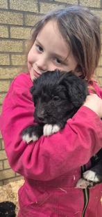 Bordoodle pups (F1) te koop!, Dieren en Toebehoren, 8 tot 15 weken, Parvo, Meerdere, Meerdere dieren