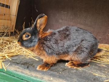 Black and tan konijn  beschikbaar voor biedingen