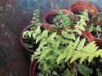 Vaste planten, Tuin en Terras, Planten | Tuinplanten, Ophalen, Zomer, Overige soorten, Halfschaduw