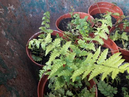 Vaste planten, Tuin en Terras, Planten | Tuinplanten, Overige soorten, Halfschaduw, Zomer, Ophalen