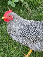 Amrock hennen, Dieren en Toebehoren, Pluimvee, Vrouwelijk, Kip
