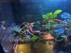 rattenslangen, Dieren en Toebehoren, Reptielen en Amfibieën, Slang, 0 tot 2 jaar