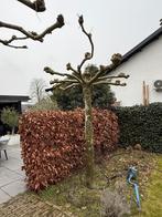 Dakplataan, Tuin en Terras, Planten | Bomen, 100 tot 250 cm, Dakboom, Zomer, Ophalen