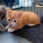 Rode en zwarte katertjes,Kittens!, Dieren en Toebehoren, Katten en Kittens | Overige Katten, Kater