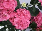 2 restpartijen  boerenhortensia bolhortensia hortensia, Ophalen, Hortensia, Haag, Minder dan 100 cm