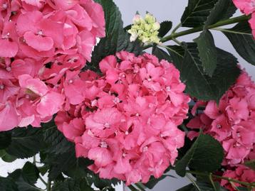 2 restpartijen  boerenhortensia bolhortensia hortensia beschikbaar voor biedingen