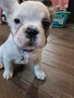 Fluffy franse bulldog, Dieren en Toebehoren, Honden | Bulldogs, Pinschers en Molossers, 8 tot 15 weken, Teef, Bulldog, Meerdere