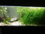 Aquarium inhoud, Vis, Zoetwatervis, Schoolvis
