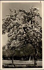 Zuid-Limburg,  Peerenbloesem, Verzenden, 1940 tot 1960, Ongelopen, Limburg