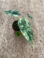 Alocasia Dragonscale Stardust Variegata, Ophalen of Verzenden, Overige soorten, Minder dan 100 cm