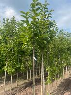 Magnolia kobus. Lirondenron .. Bol catalpa. Laurier bomen, Ophalen of Verzenden, Overige soorten, 100 tot 250 cm