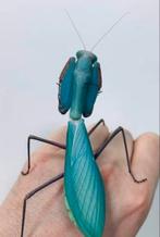 Bidsprinkhaan, bidsprinkhanen