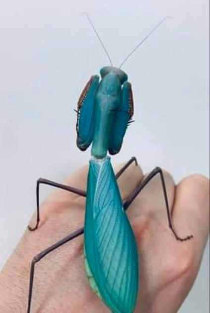 Bidsprinkhaan, bidsprinkhanen, Dieren en Toebehoren, Insecten en Spinnen