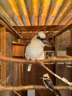 Kookaburra | IJsvogel | Deskundig advies, Meerdere dieren, Overige soorten